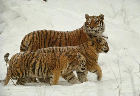 tigrisek.hoban..jpg